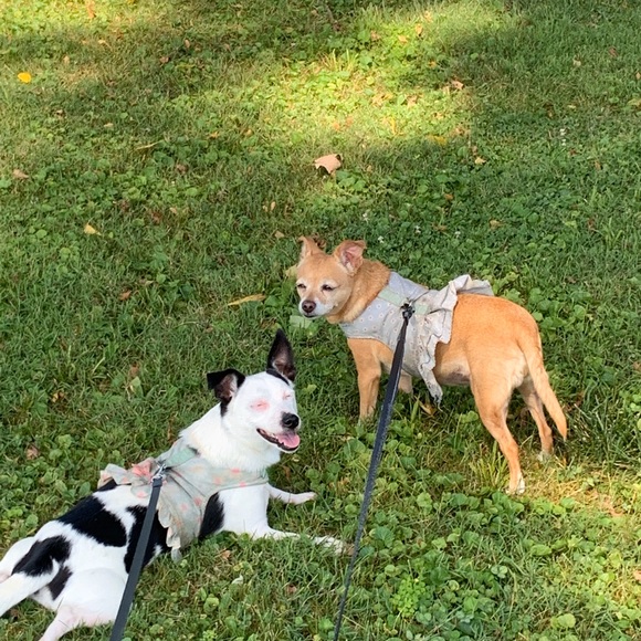 Meet your Posher, Sherry - Picture 1 of 1